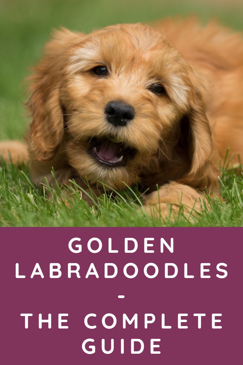 Kommunist Balehval bunke Golden Labradoodles - Complete Guide to a Wonderful Dog