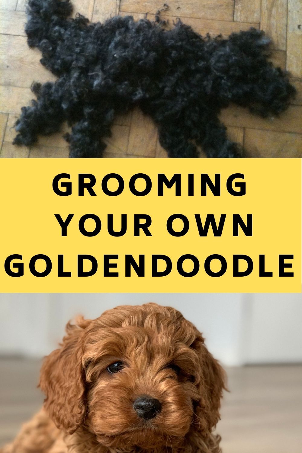 Can I Groom My Own Goldendoodle?